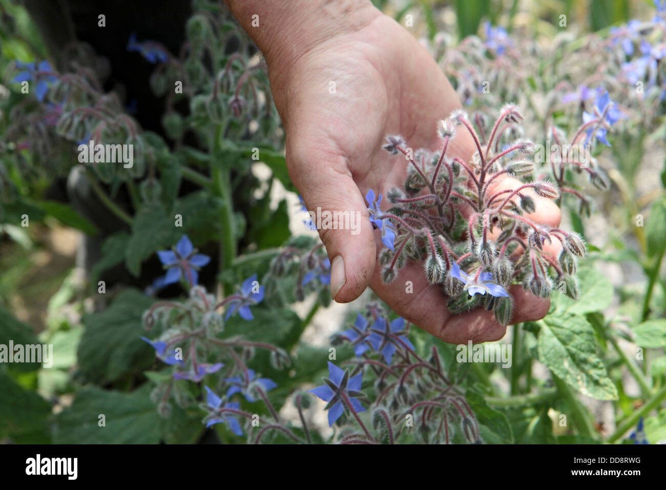 A handful of Comfrey, gardening country garden, Norfolk, UK England Stock Photo