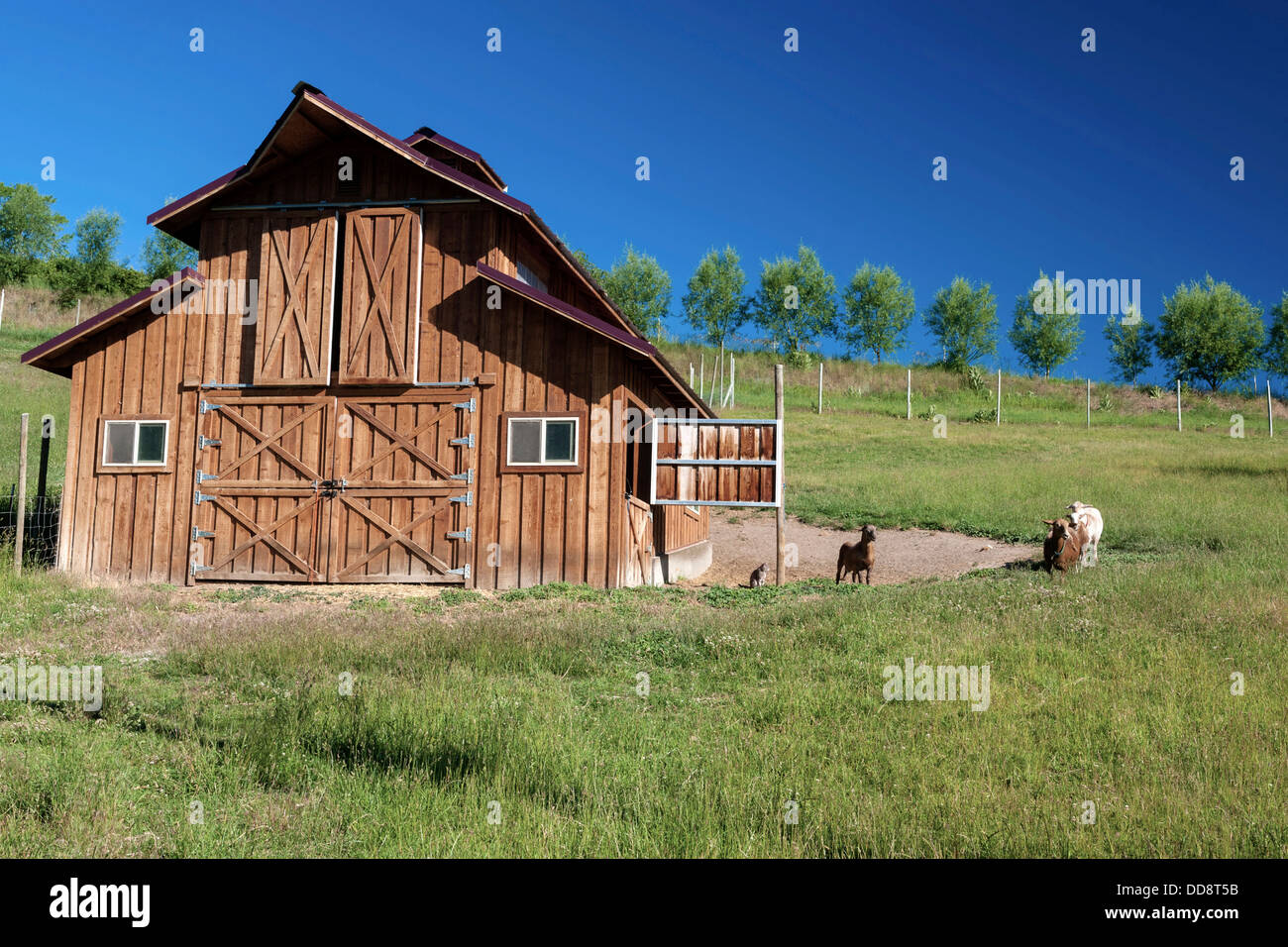 Usa Washington Lake Chelan Goats And Barn On Lake Chelan Farm