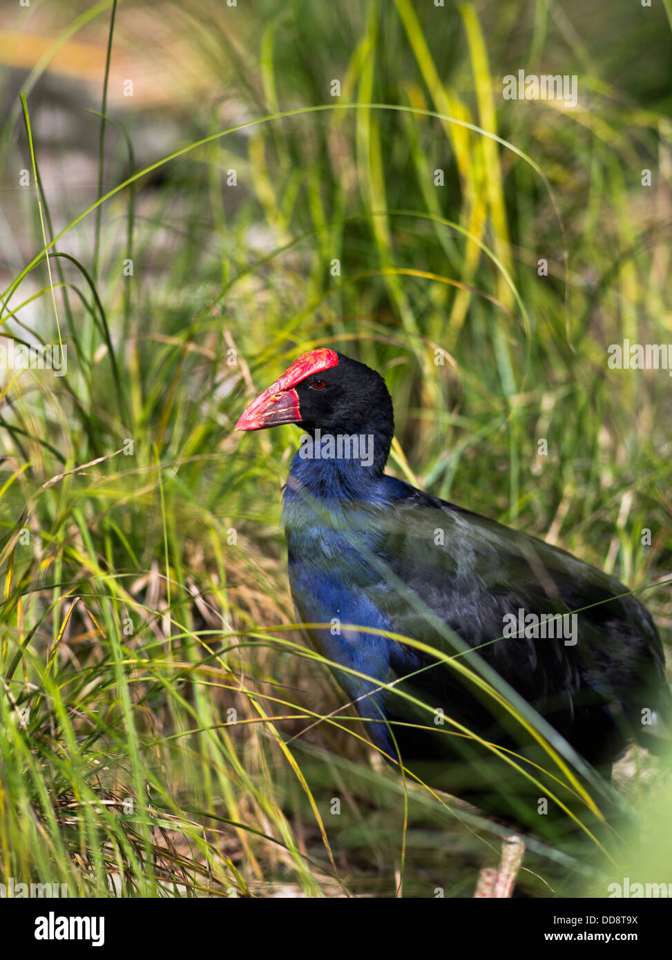 dh Pukeko BIRDS NEW ZEALAND Purple Swamphen Porphyrio porphyrio melanotus swamp hen bird wild wildlife Stock Photo