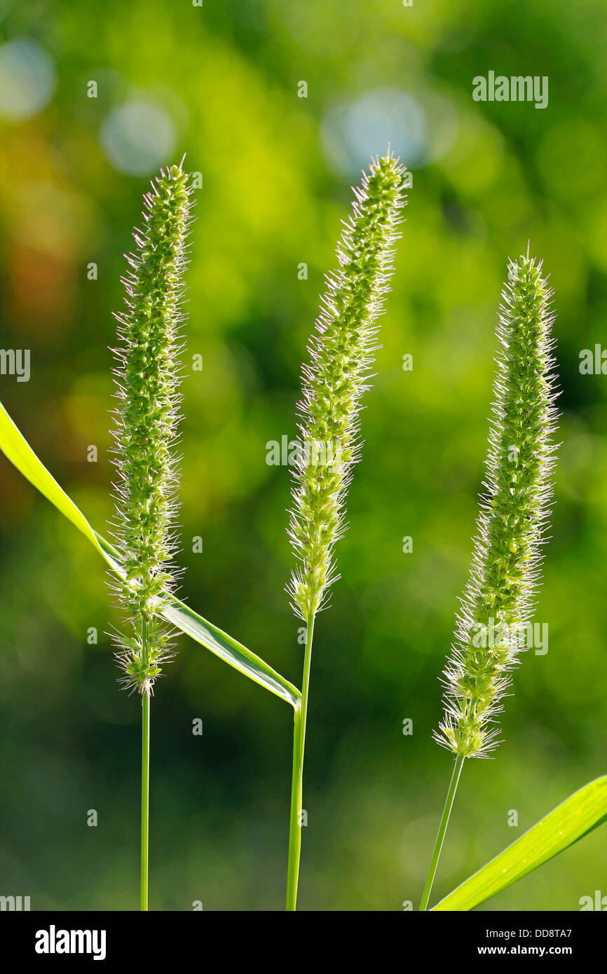 Foxtail grass hi-res stock photography and images - Alamy