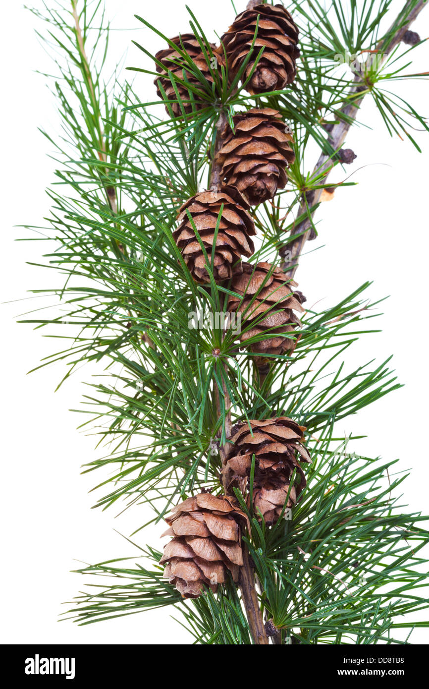 larch cones on branch isolated on white background Stock Photo