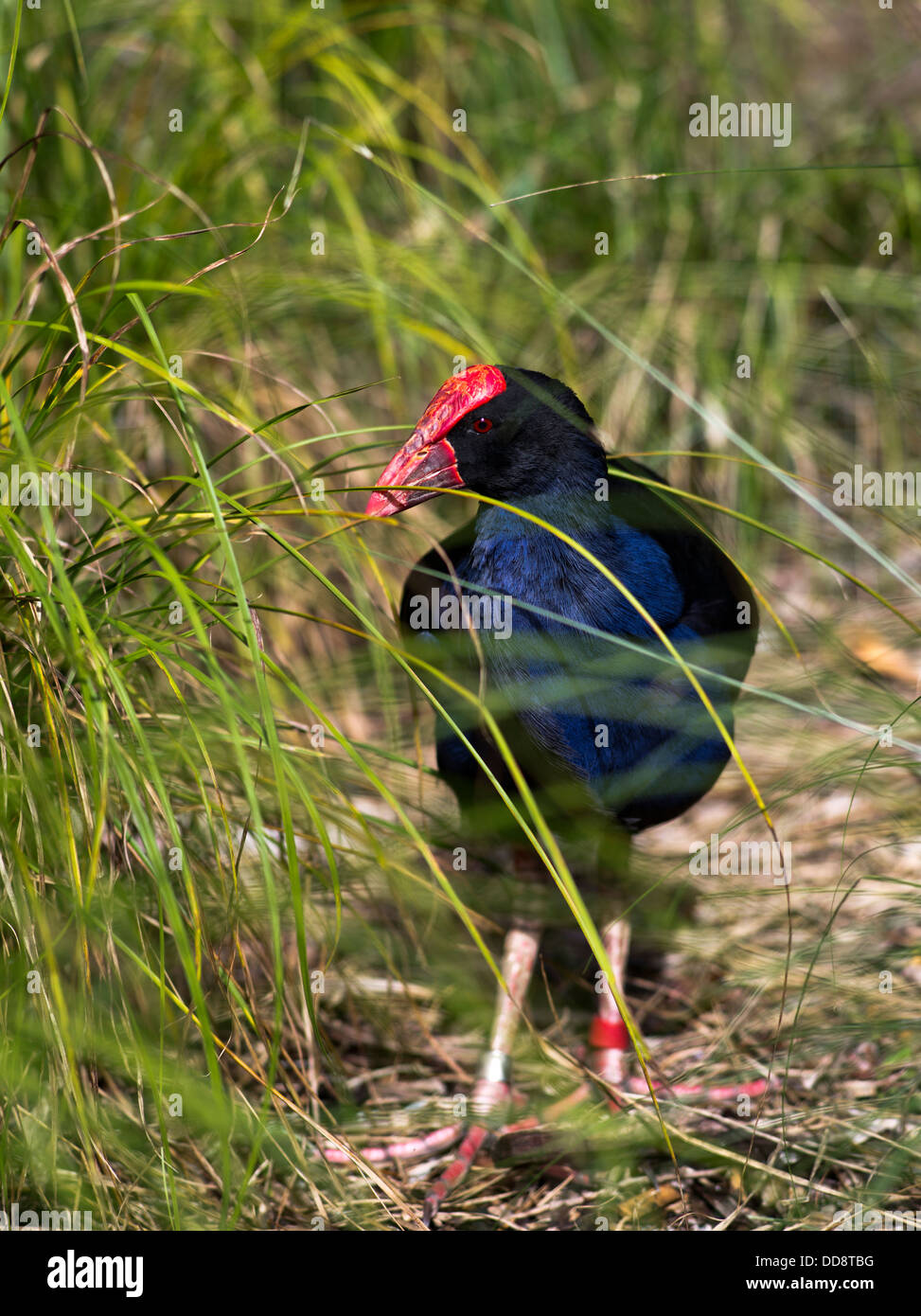 dh Pukeko BIRDS NEW ZEALAND Purple Swamphen Porphyrio porphyrio melanotus wildlife wild native bird Stock Photo