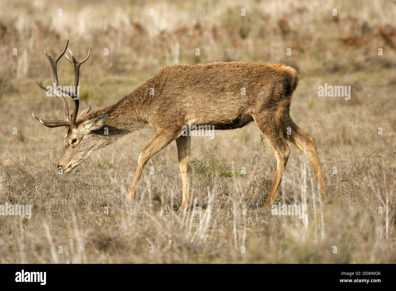 Red Deer (Cervus Elaphus Stock Photo - Alamy