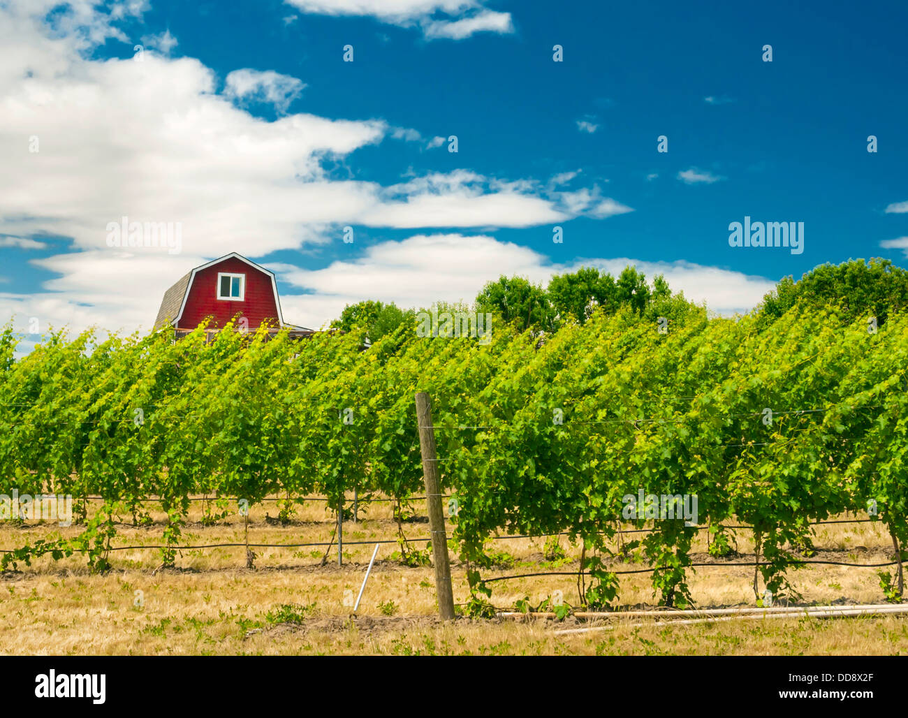 Va piano vineyards hi-res stock photography and images - Alamy