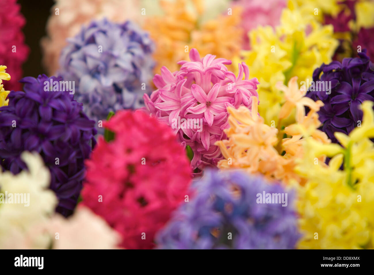 multicoloured hyacinths Stock Photo Alamy