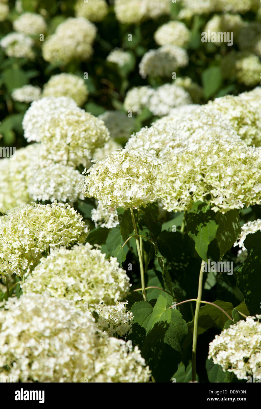 White Hydrangea Bush - UK Stock Photo