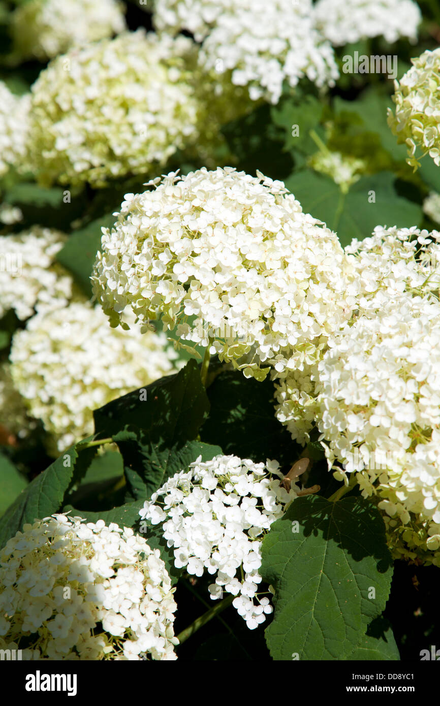White Hydrangea Bush - UK Stock Photo