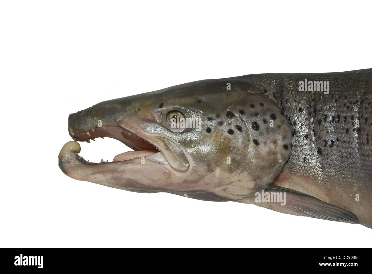 Head big salmon hi-res stock photography and images - Alamy