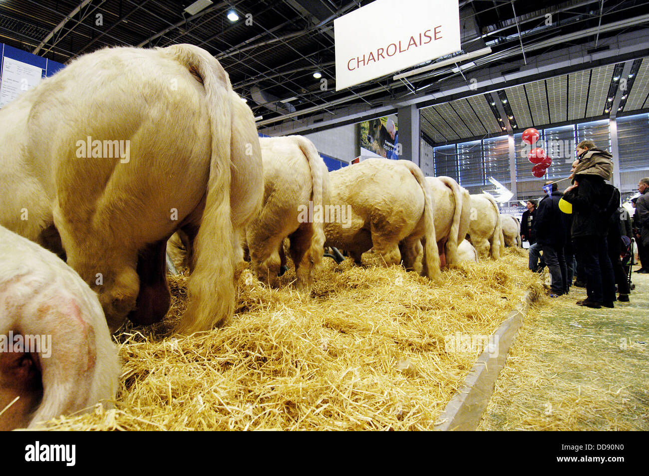 cattle-expo-hi-res-stock-photography-and-images-alamy