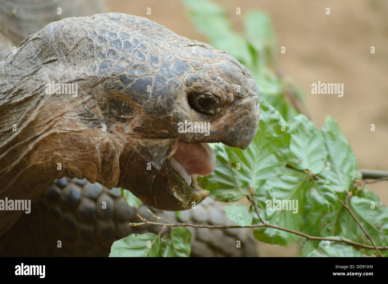 Galápagos tortoise eating a leaf Stock Photo