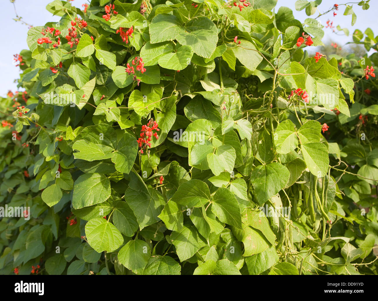 Runner bean plants red flowers beans growing Stock Photo