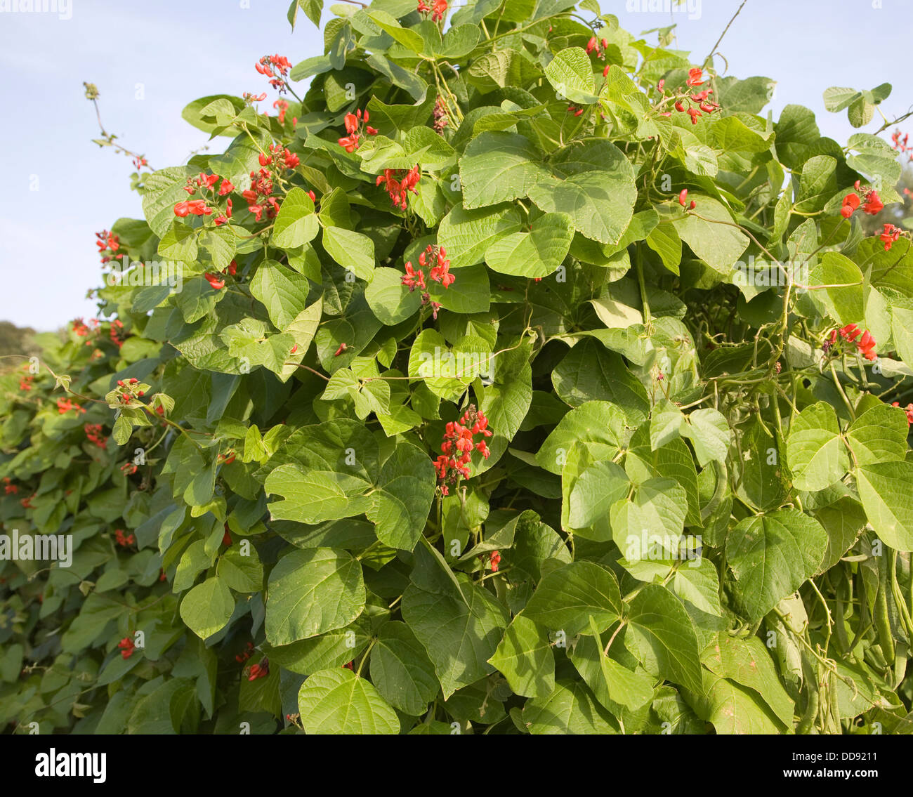 Red beans pods High Resolution Stock Photography and Images Alamy