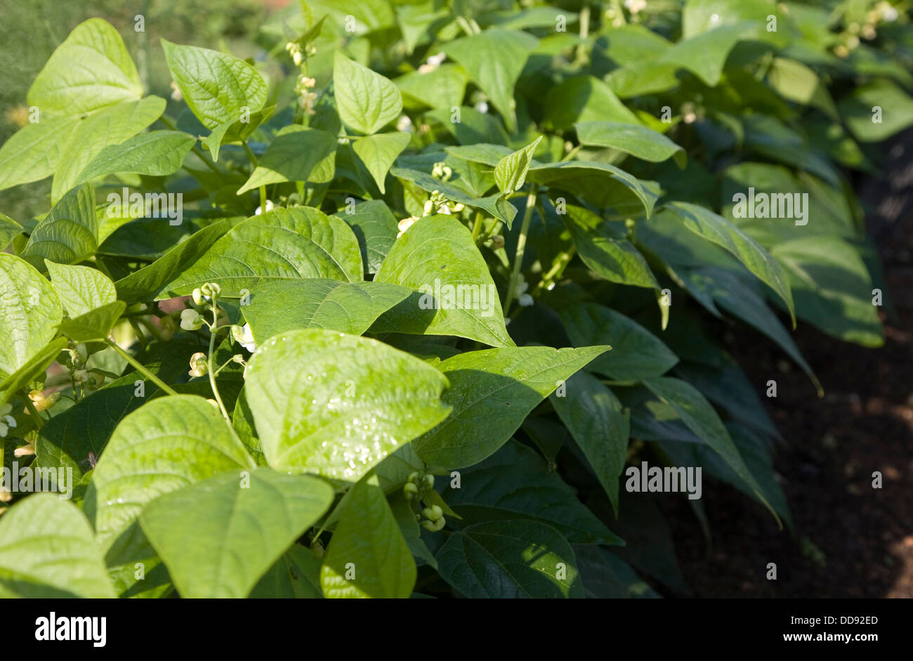 Dwarf beans growing Stock Photo
