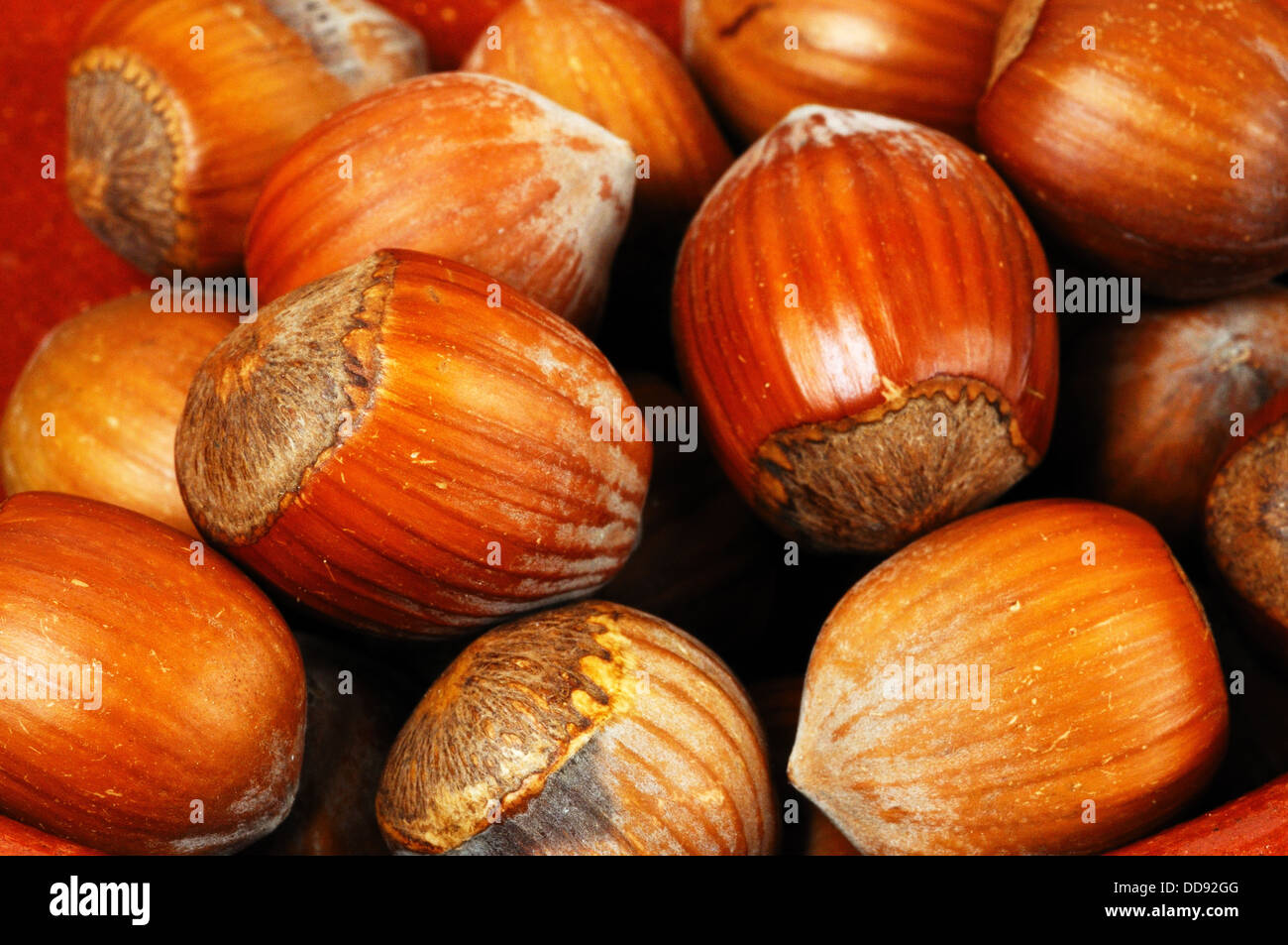 Hazelnuts in their shells. Stock Photo
