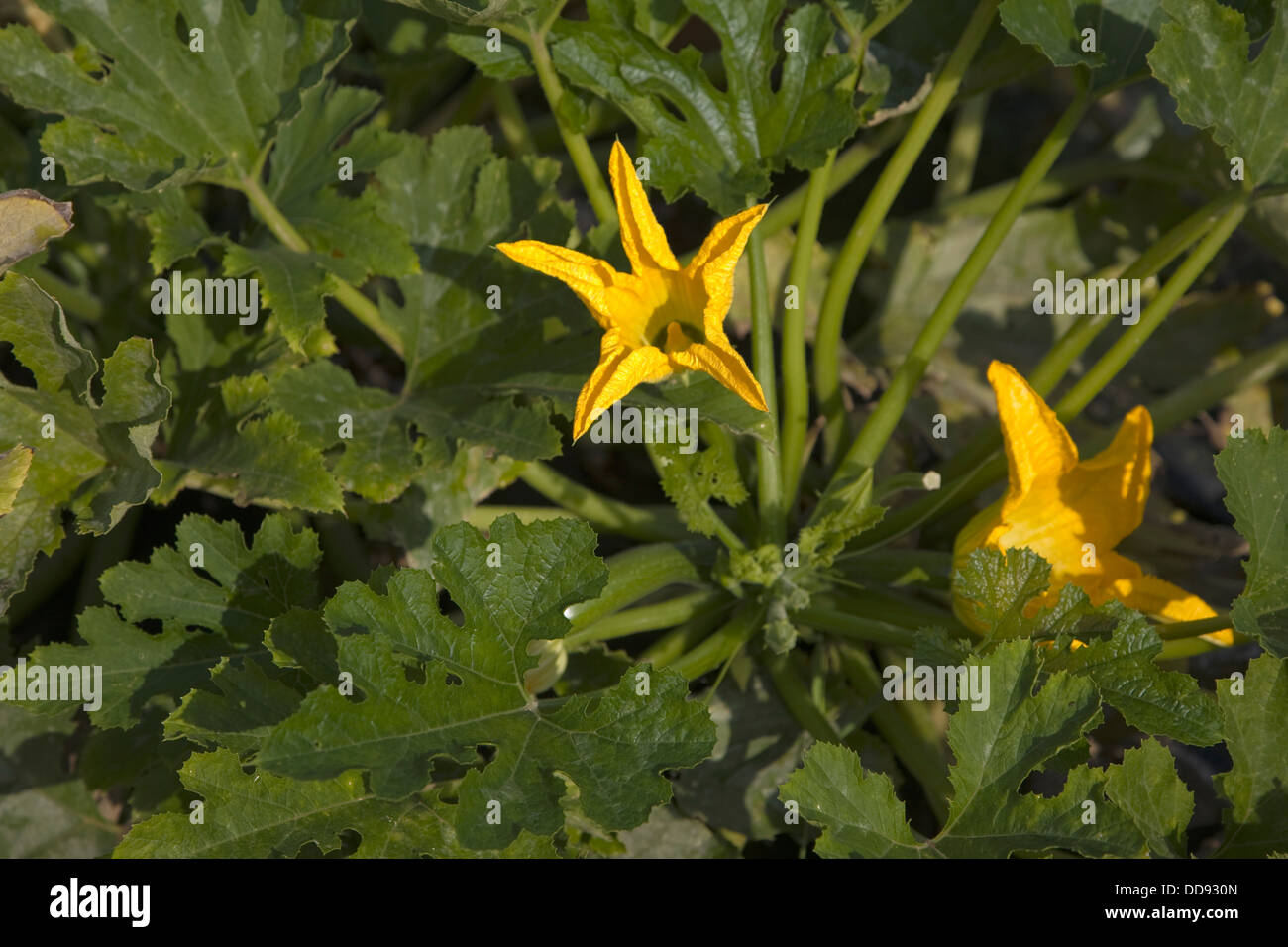 Yellow flower courgette zucchini plant Cucurbita pepo Stock Photo Alamy