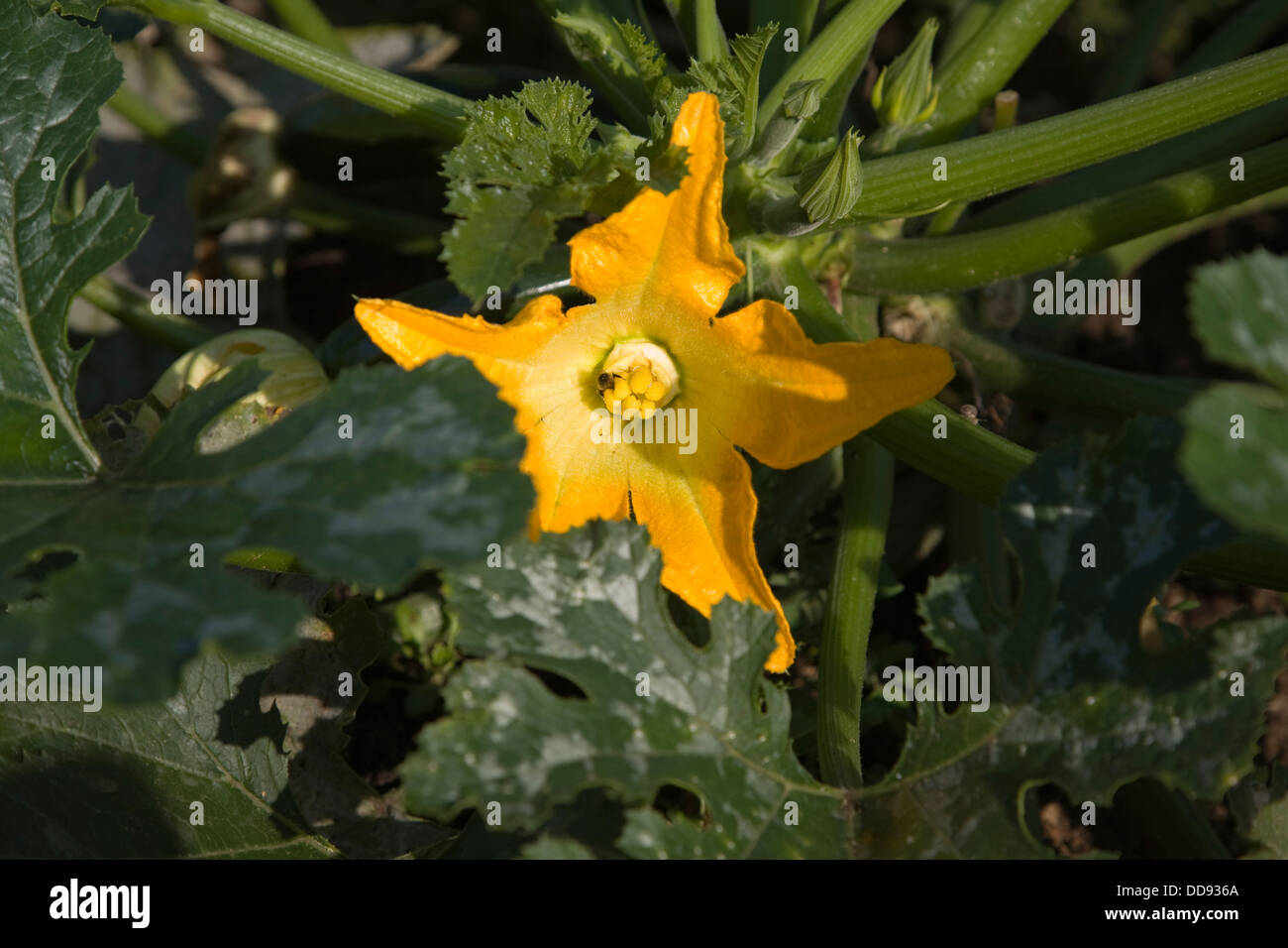Yellow flower courgette zucchini plant Cucurbita pepo Stock Photo Alamy