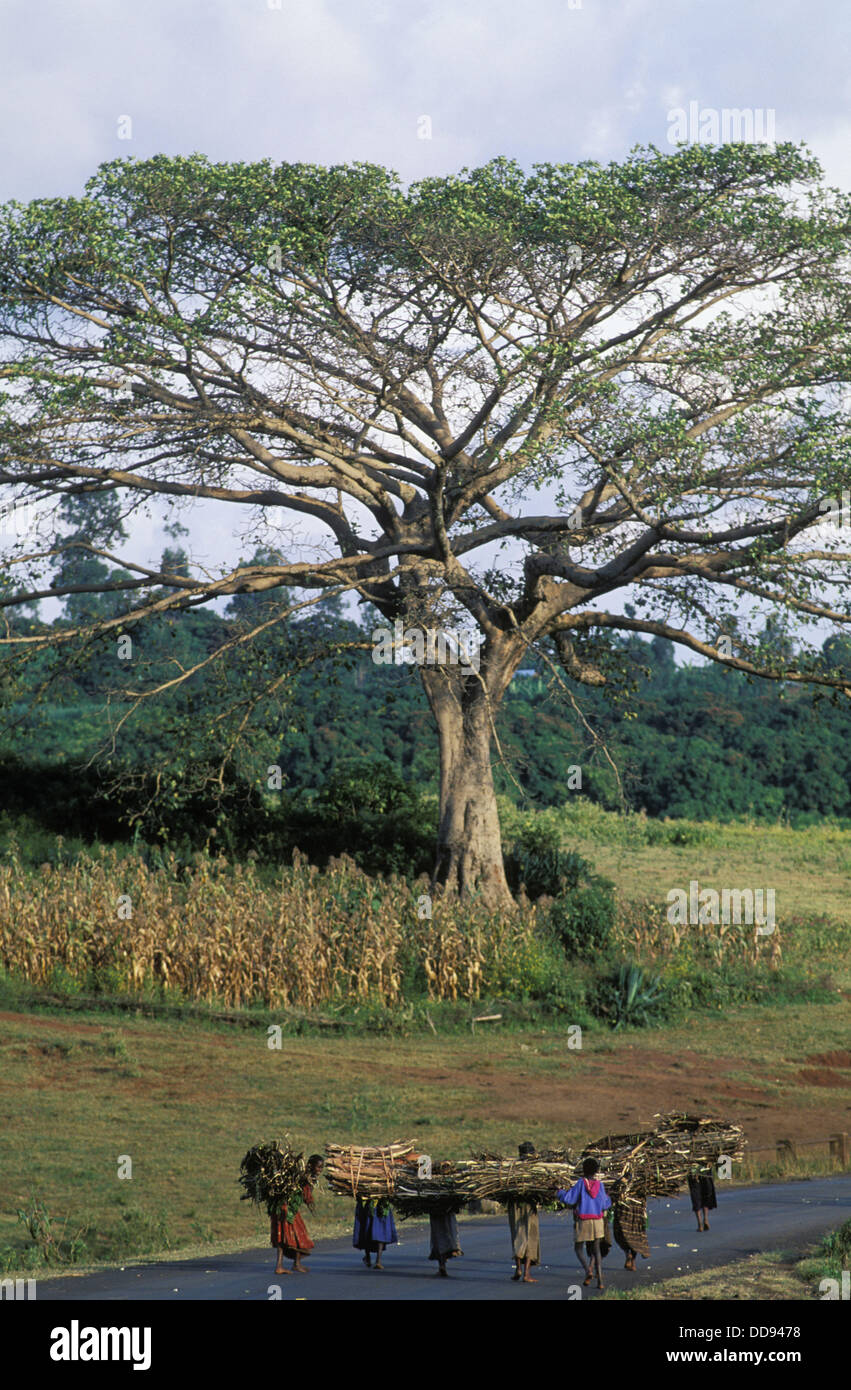 Shewa High Resolution Stock Photography and Images Alamy