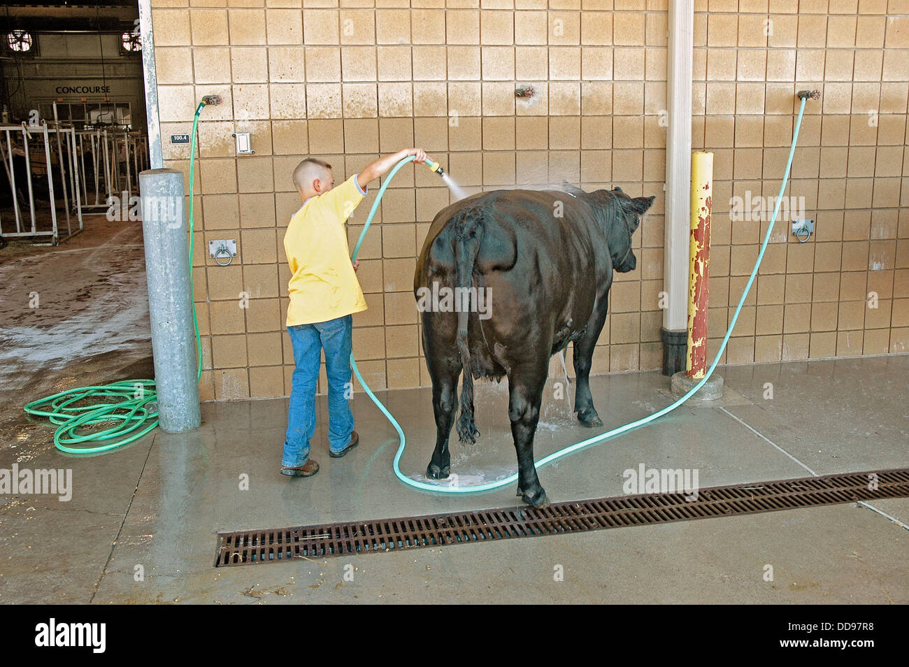 Young farmers washing their cattle steers cows for show at Fair