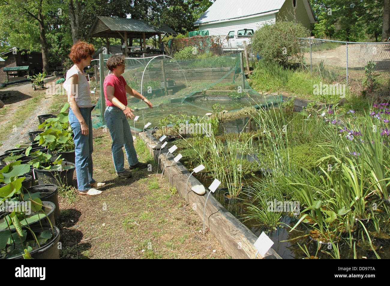 Women gardeners looking at covered koi fish tanks at landscaping