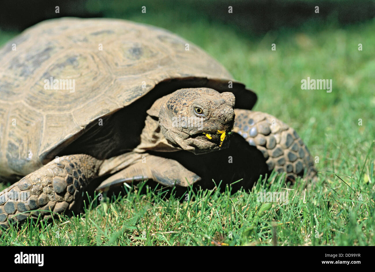 Desert tortoise. Xerobates (Gopherus agassizii) Bend. Oregon. USA Stock