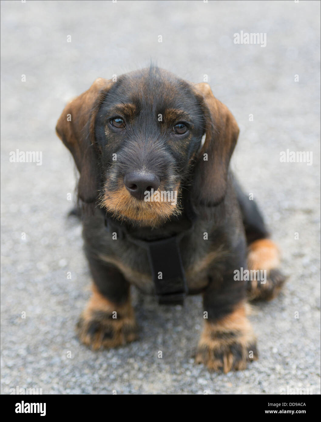 Dachshund 12 Week Old Puppy Sitting Stock Photo - Alamy