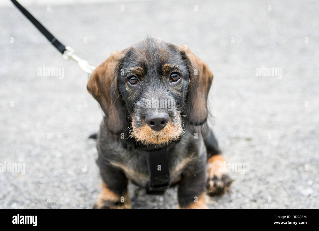 Dachshund Puppy Dog Stock Photo