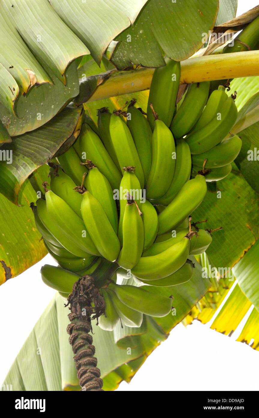 Banana Trees Kona Hawaii Pacific Ocean Stock Photo Alamy