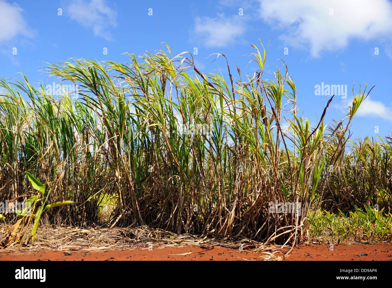 Sugar Cane Field Dole Plantation Wahiawa Honolulu Hawaii Oahu Pacific