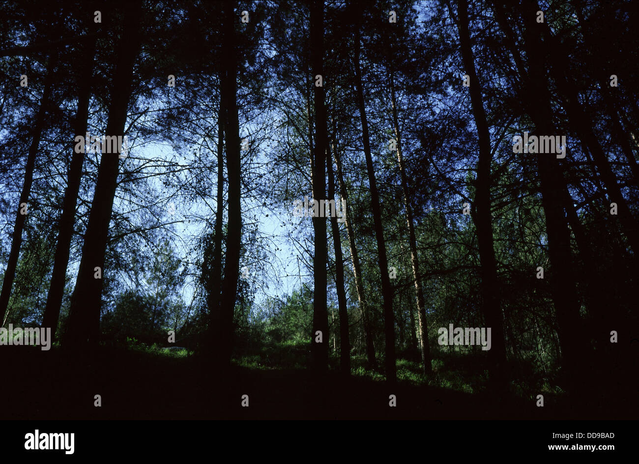 Pine trees at "The Jerusalem Forest" in Israel Stock Photo Alamy