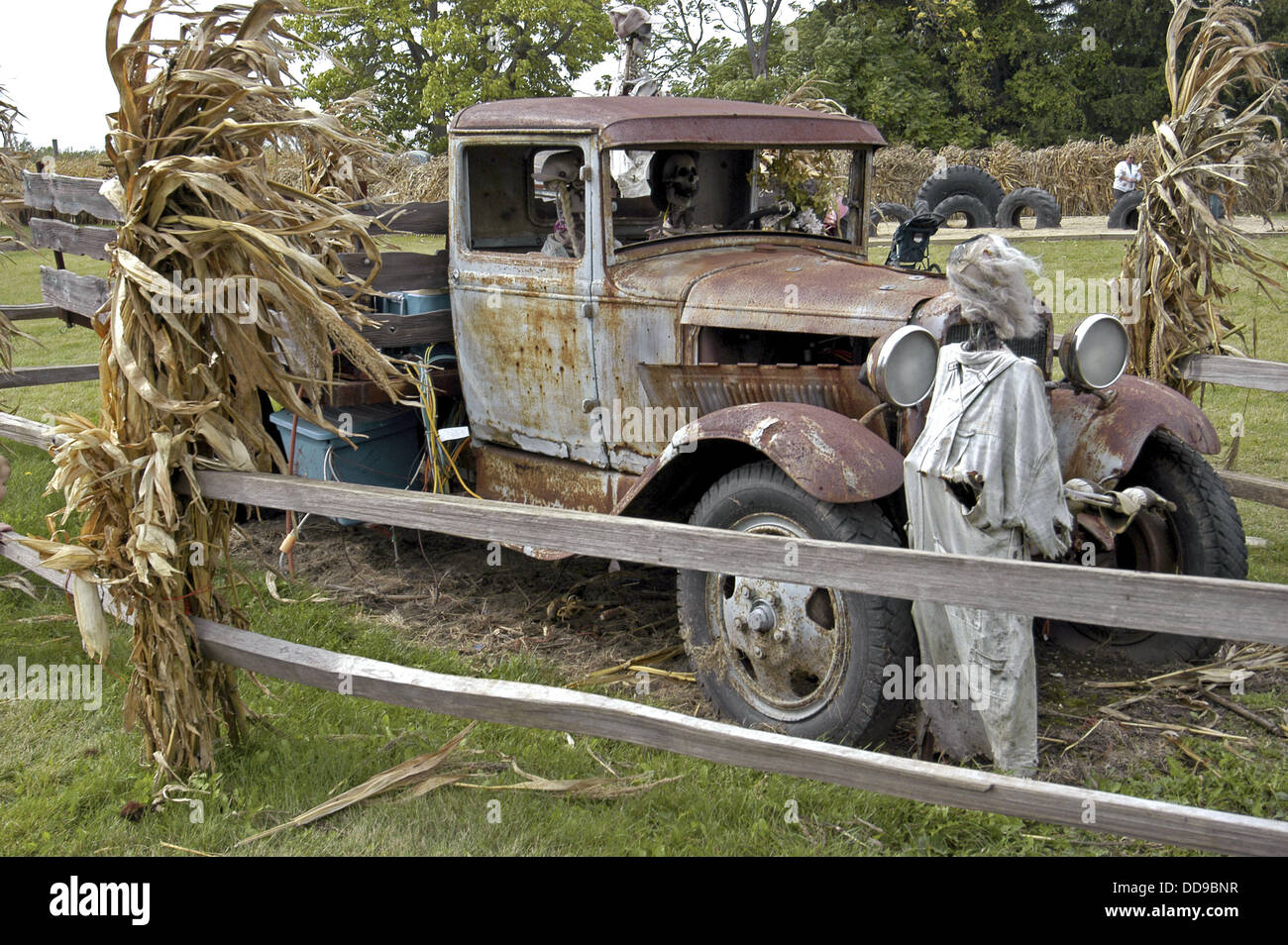Old Ford truck sits in a field on a pumpkin farm Stock Photo - Alamy