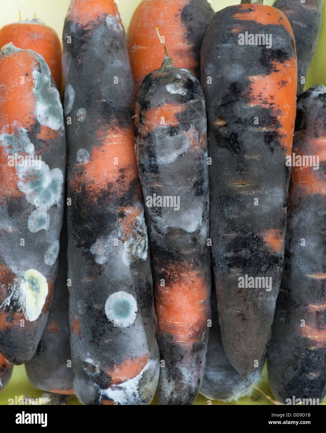Moldy Carrots Stock Photo Alamy