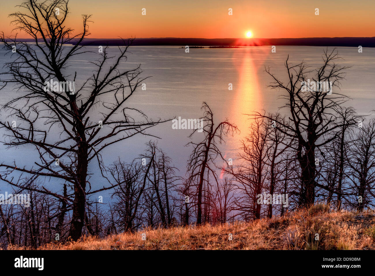 Sunset at Yellowstone Lake. Burned trees. Yellowstone National Park, Wyoming, USA. Stock Photo