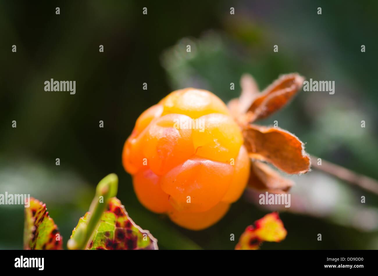 Cloud Berry - rubus chamaemorus Stock Photo