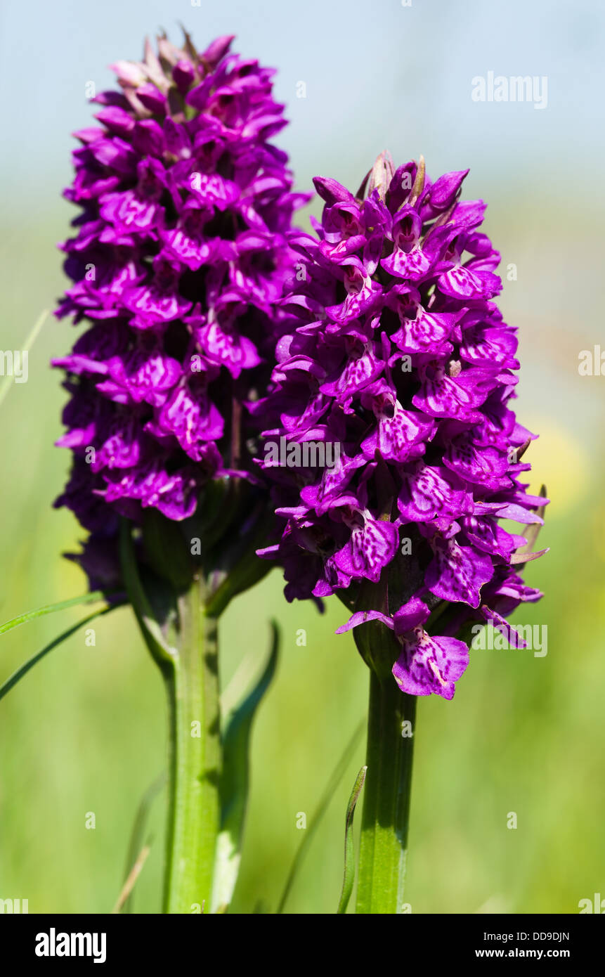 Dactylorhiza purpurella - Northern Marsh Orchid Stock Photo