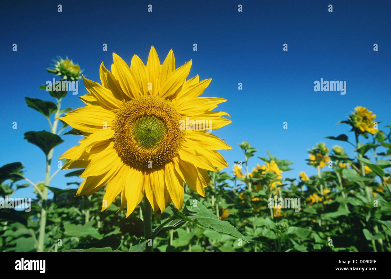Sunflower (Helianthus annuus). Zurich. Switzerland Stock Photo Alamy