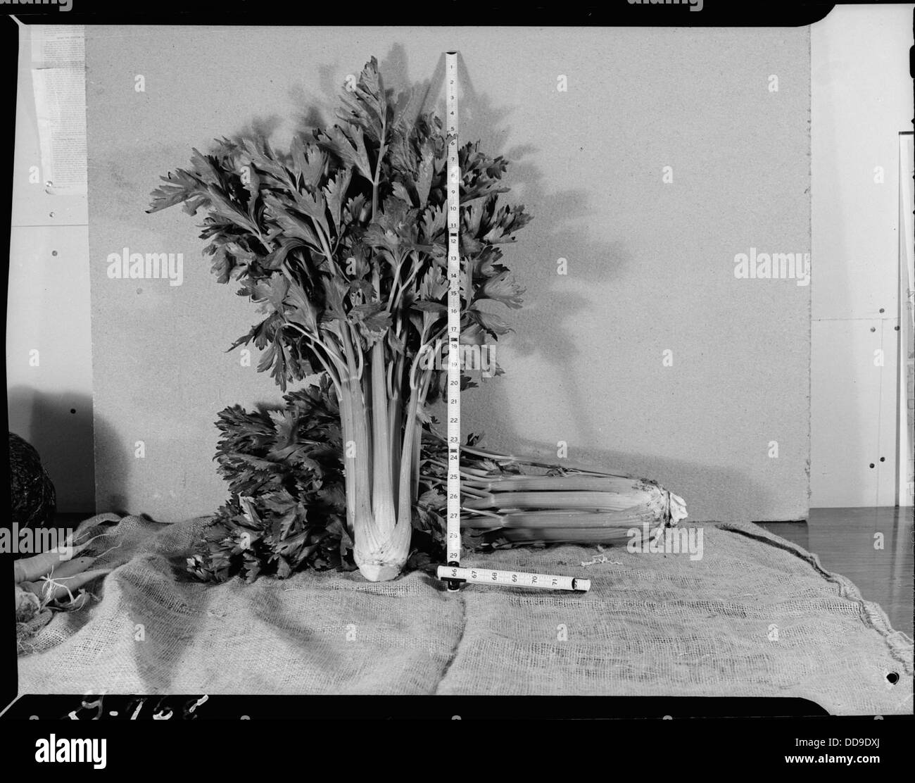 Heart Mountain Relocation Center, Heart Mountain, Wyoming. The Giant