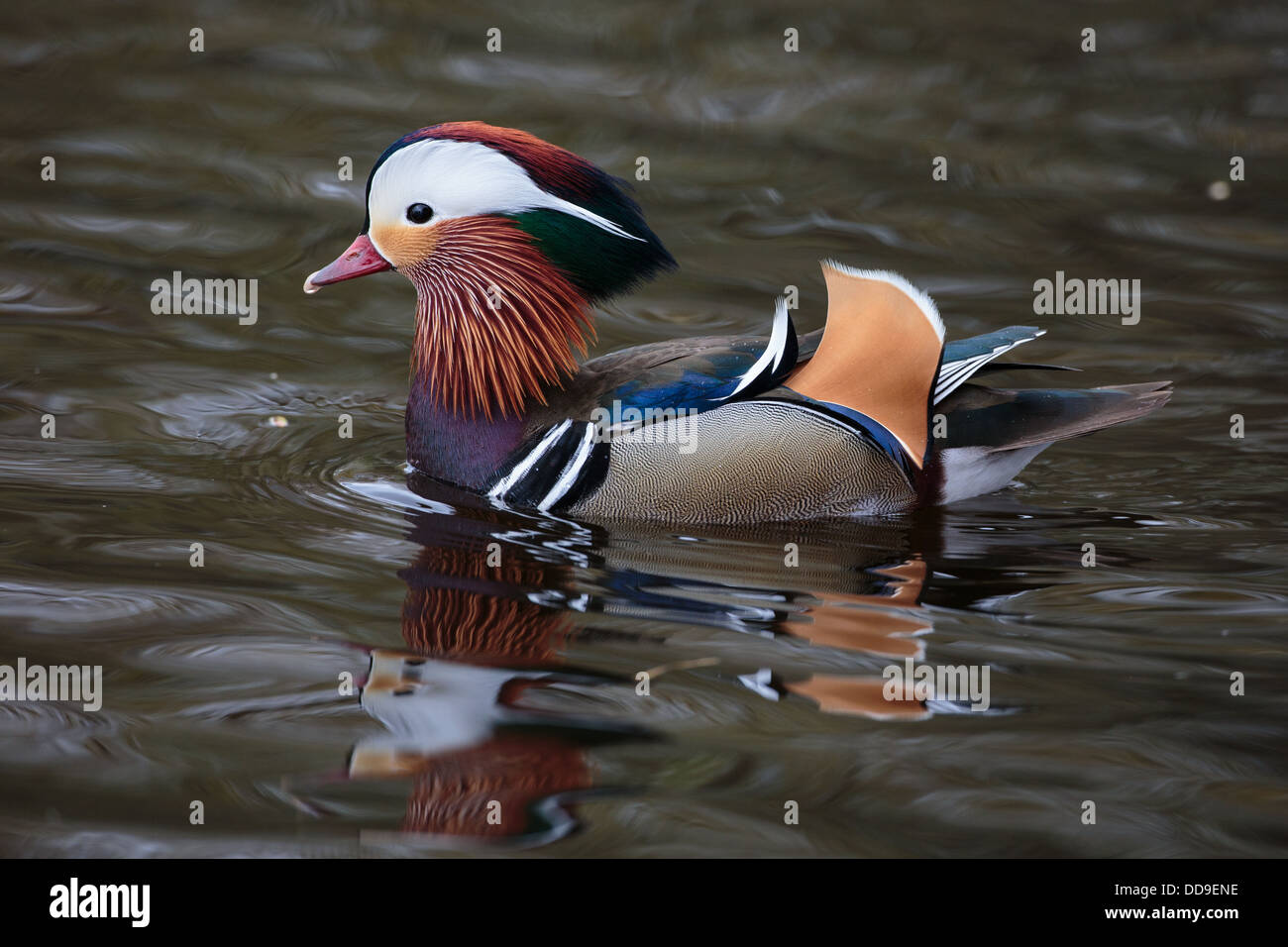 Drake Mandarin Duck, Aix galericulata Stock Photo
