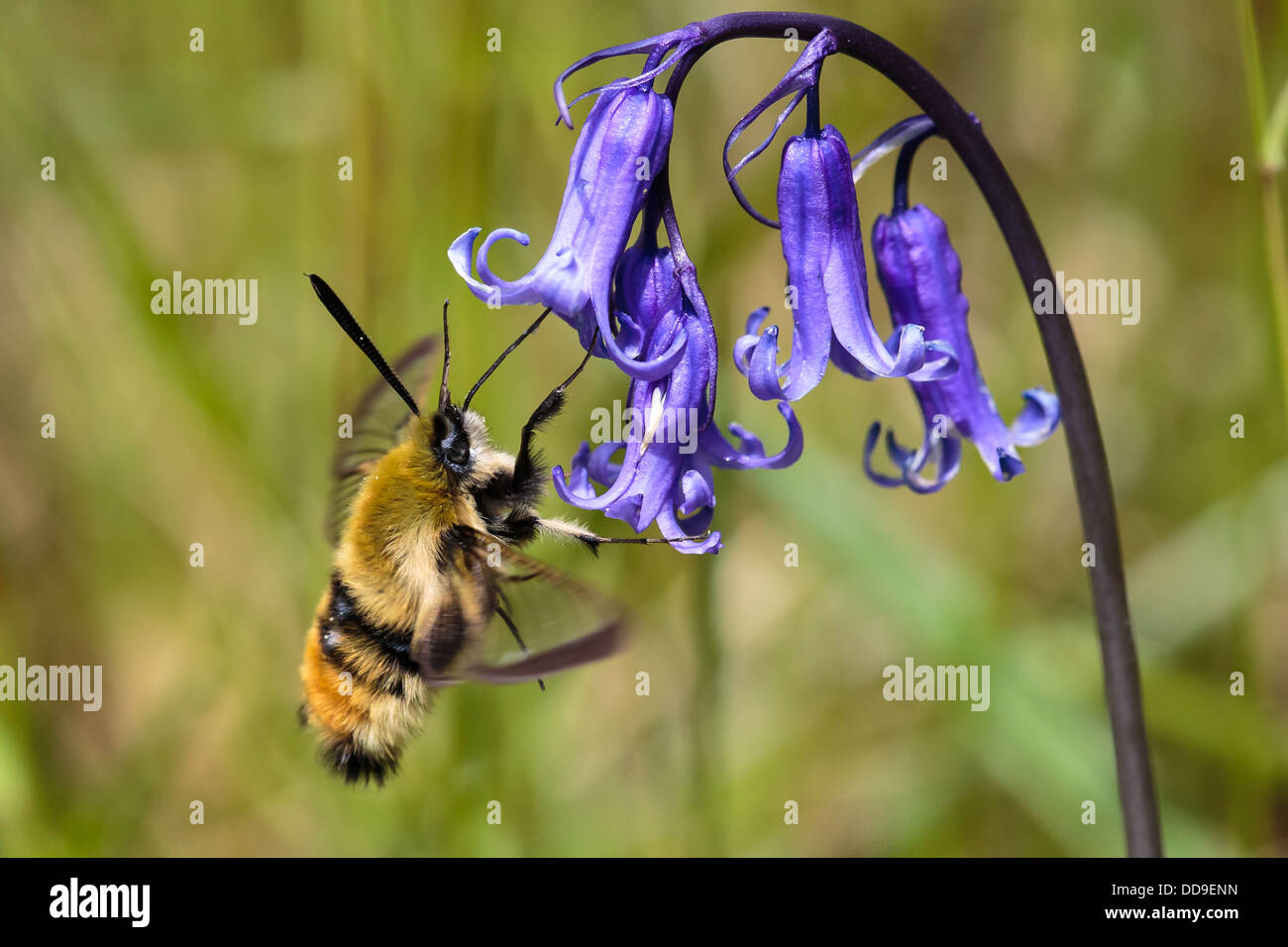 Narrow-bordered Bee Hawkmoth, Hemaris tityus, nectaring on Bluebell Endemyon nonscriptus Stock Photo