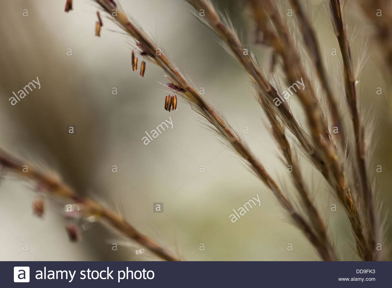 Chinese Silver Grass Miscanthus Sinensis With Seeds In Late Summer Stock Photo Alamy