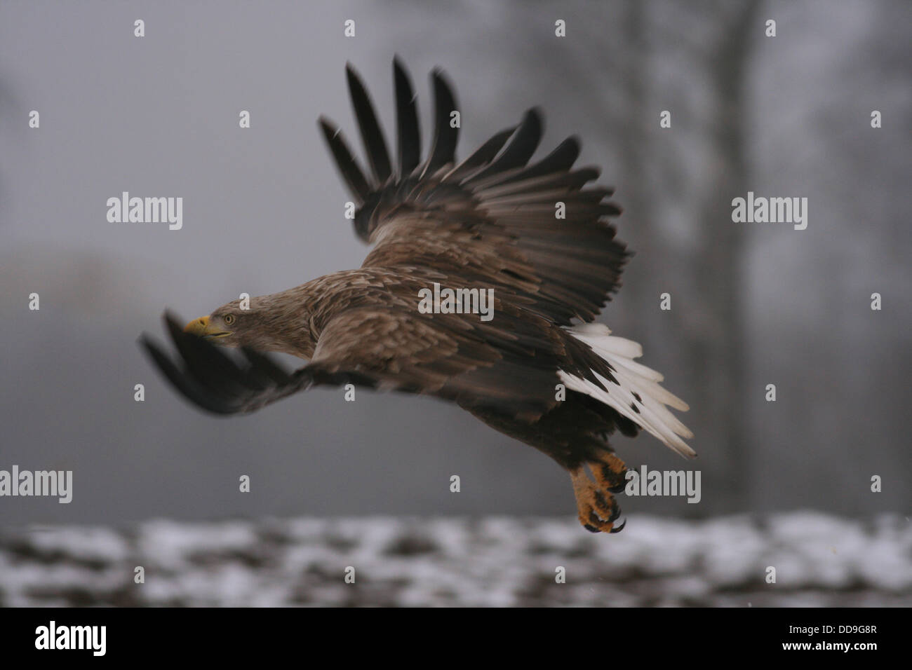 White-tailed eagle Stock Photo