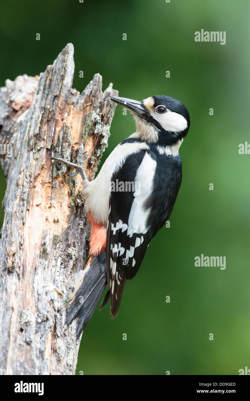 Female great spotted woodpecker hi-res stock photography and images - Alamy