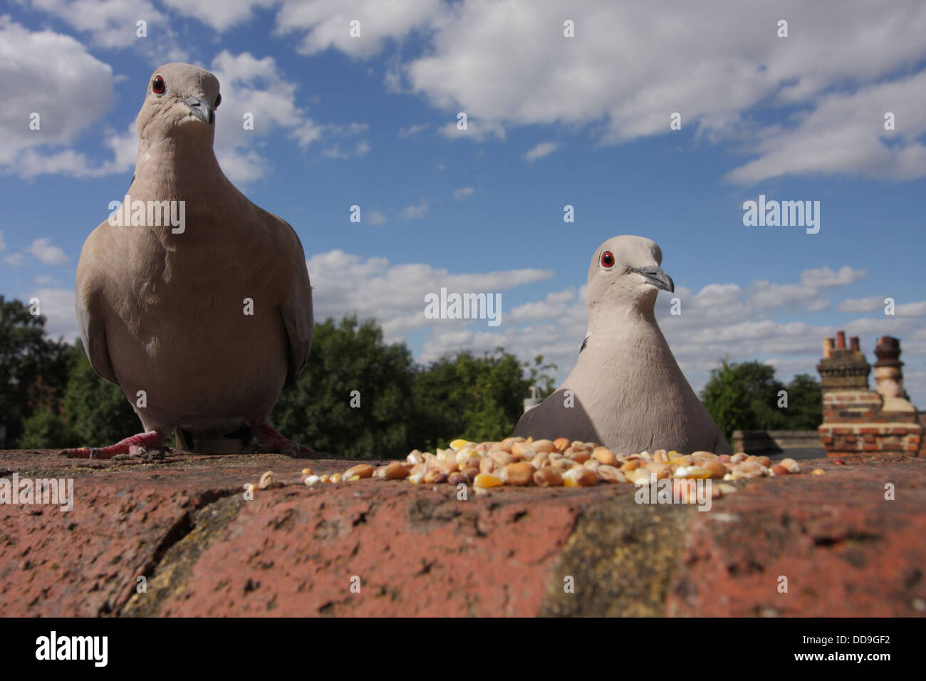 Dove brick hi-res stock photography and images - Alamy