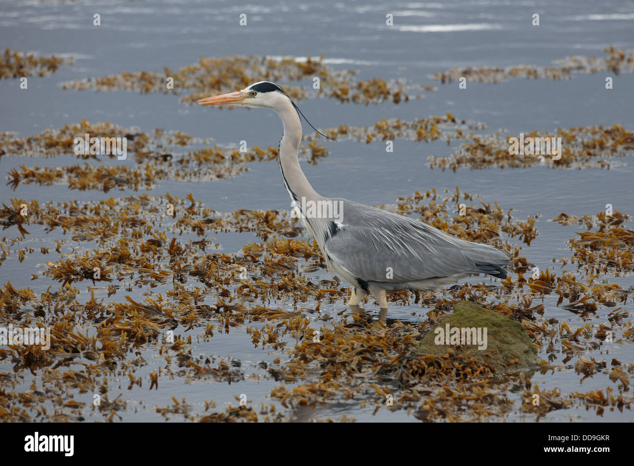 Grey Heron, Ardea cinerea, in tidal habitat Stock Photo