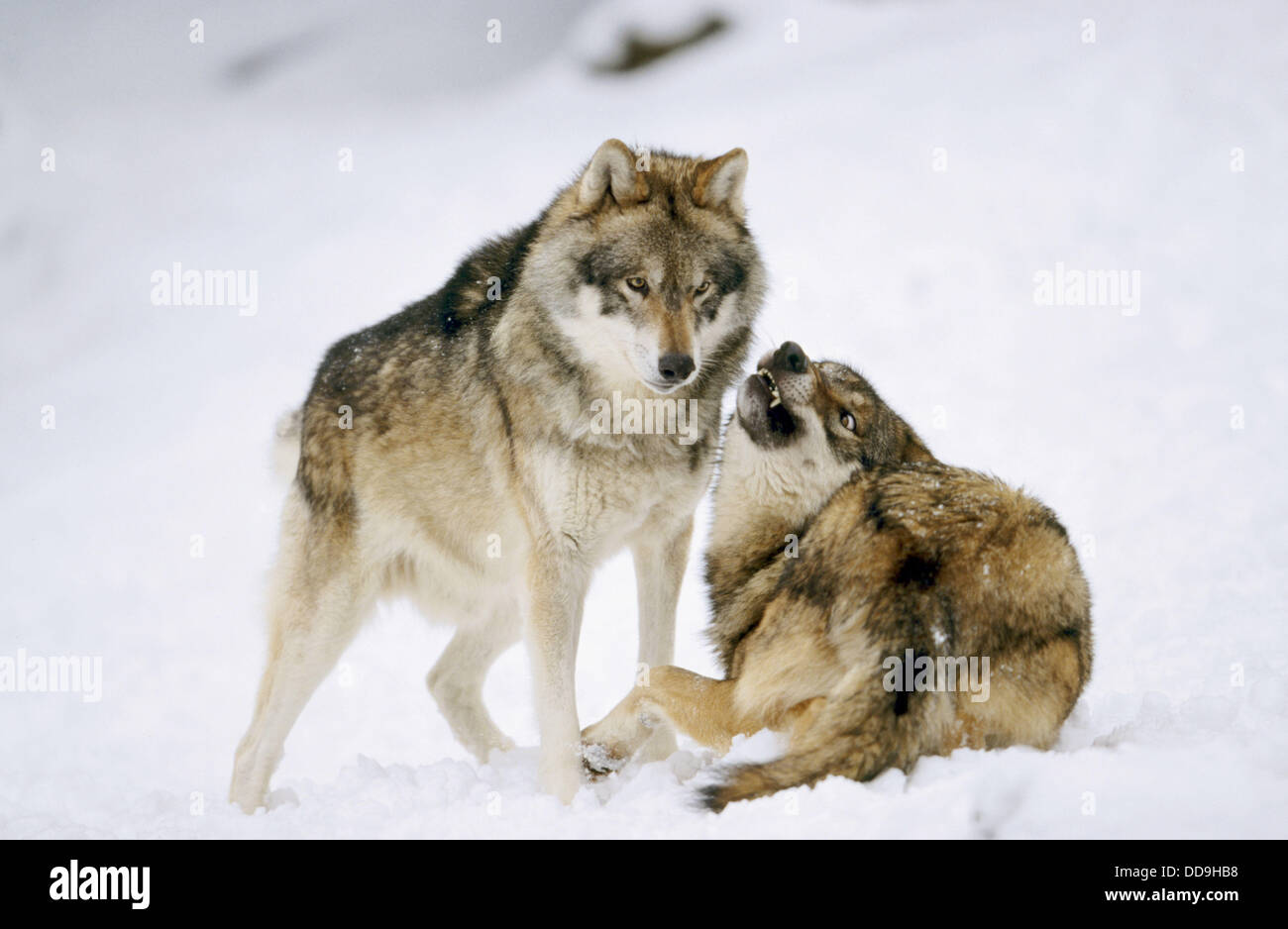 Wolves (Canis lupus Stock Photo - Alamy