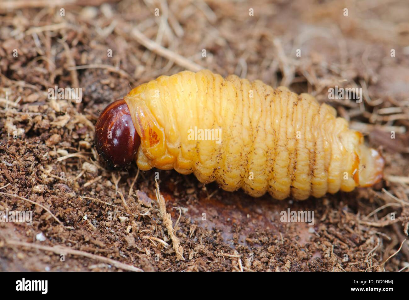 Rhynchophorus hires stock photography and images Alamy