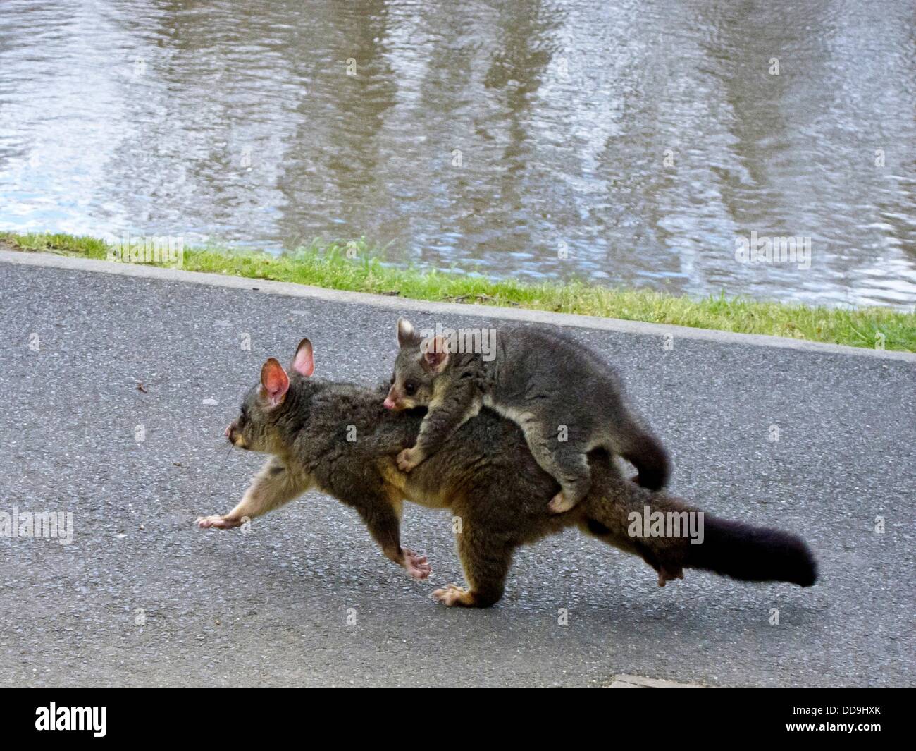 Australian possum baby hi-res stock photography and images - Alamy