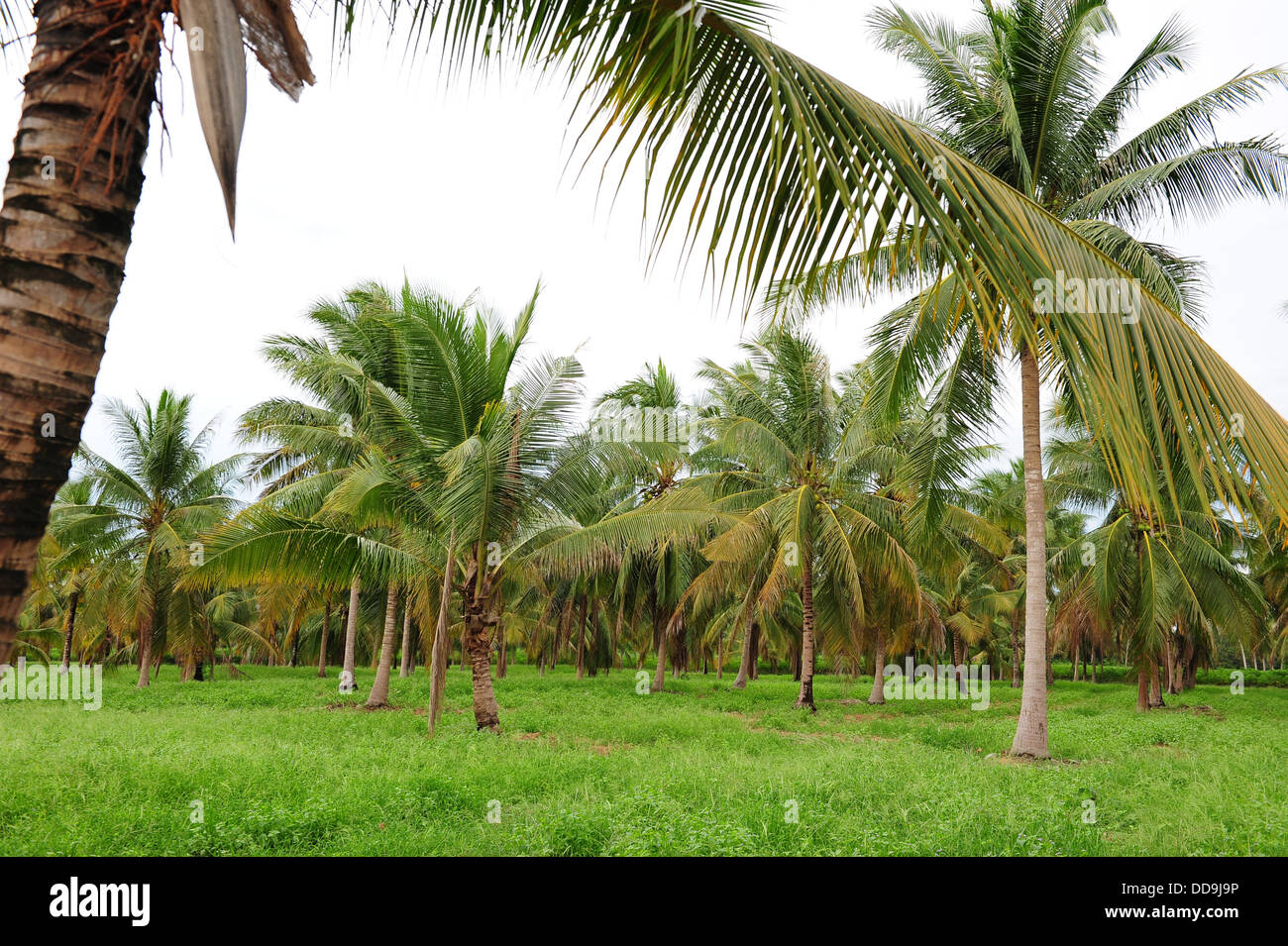 Coconut Palm Farm Stock Photo Alamy