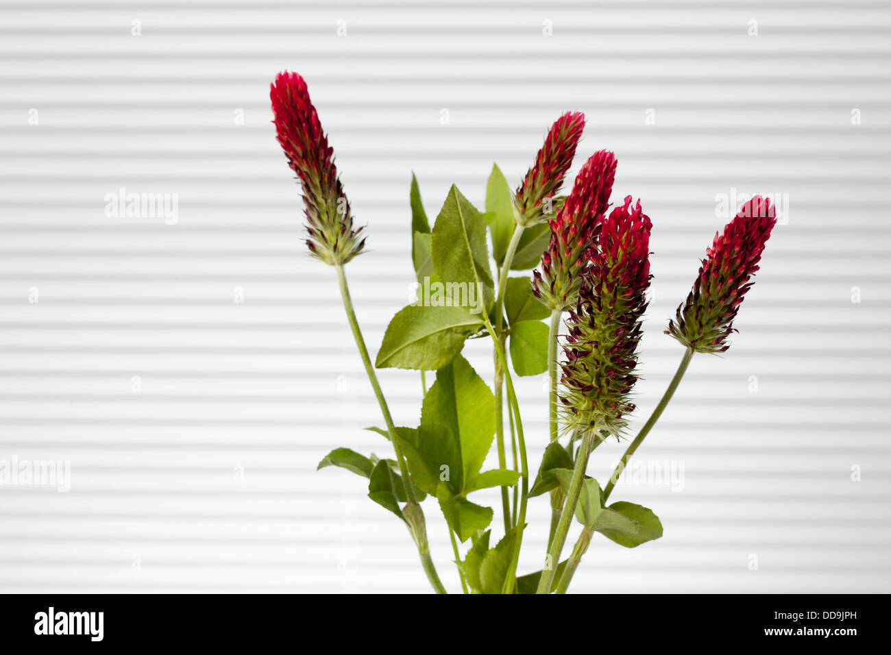 Red Trifoil flowers against white background, close up Stock Photo