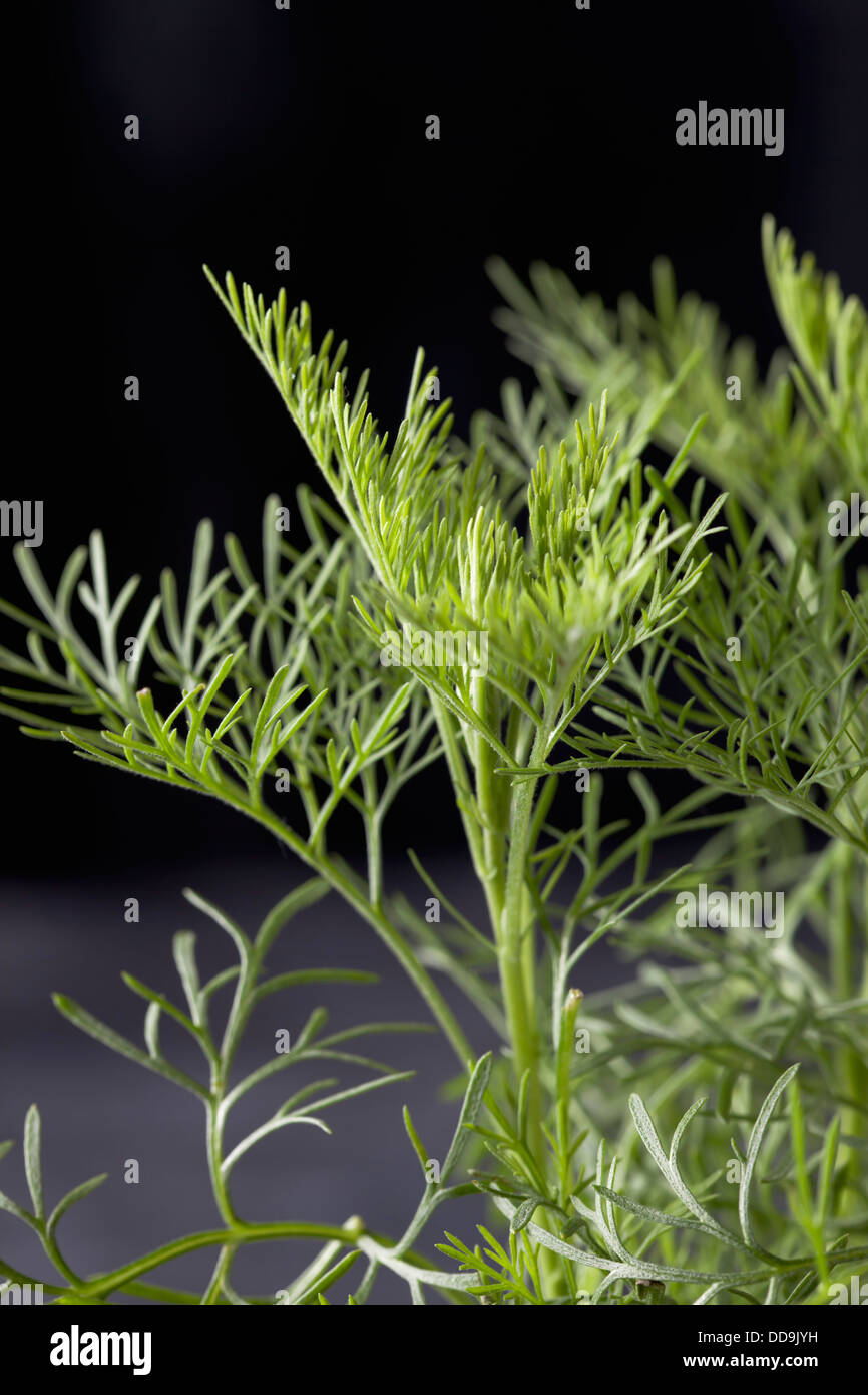Cola herb hi-res stock photography and images - Alamy