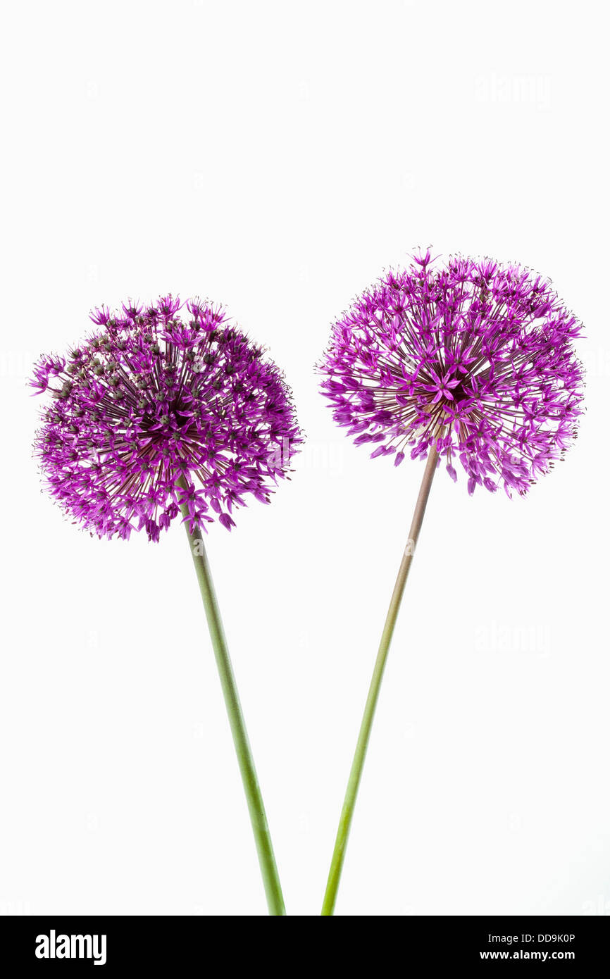 White flowering onion hi-res stock photography and images - Alamy